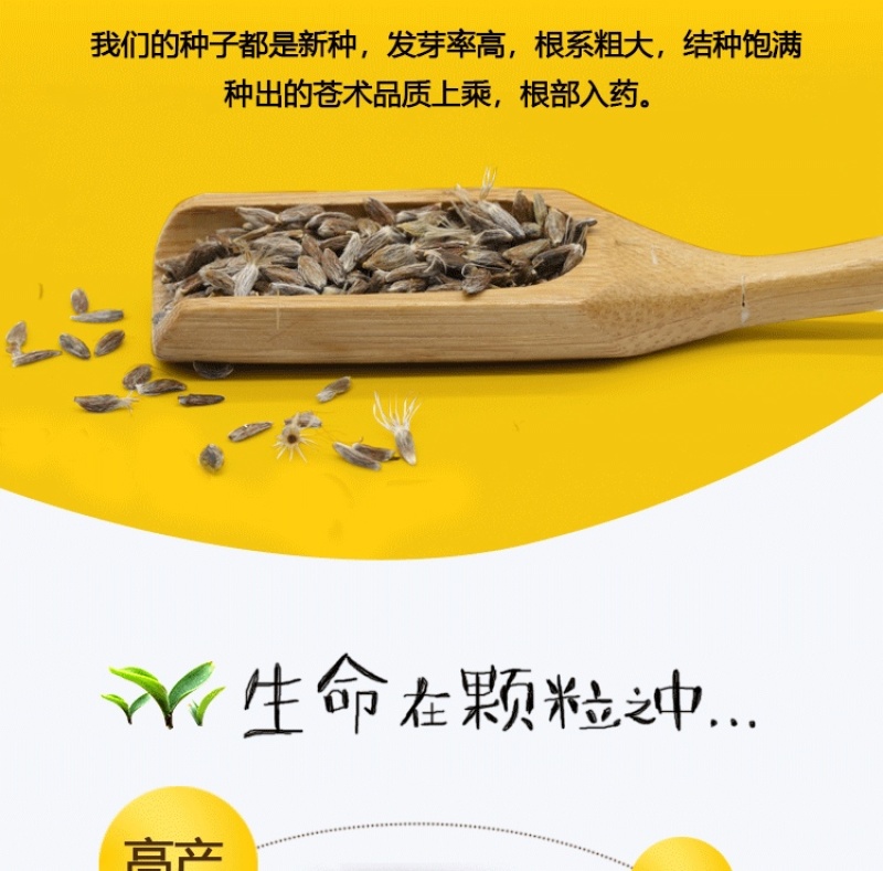 苍术种子正宗纯新带朱砂点北苍术籽包发芽四季播种