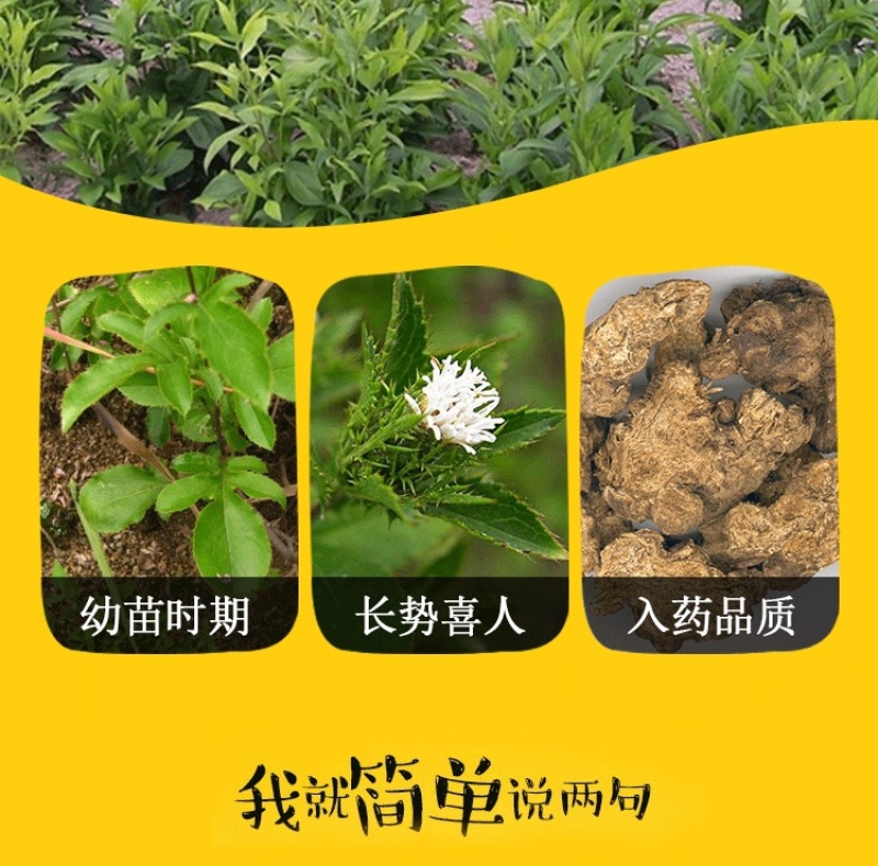 苍术种子正宗纯新带朱砂点北苍术籽包发芽四季播种