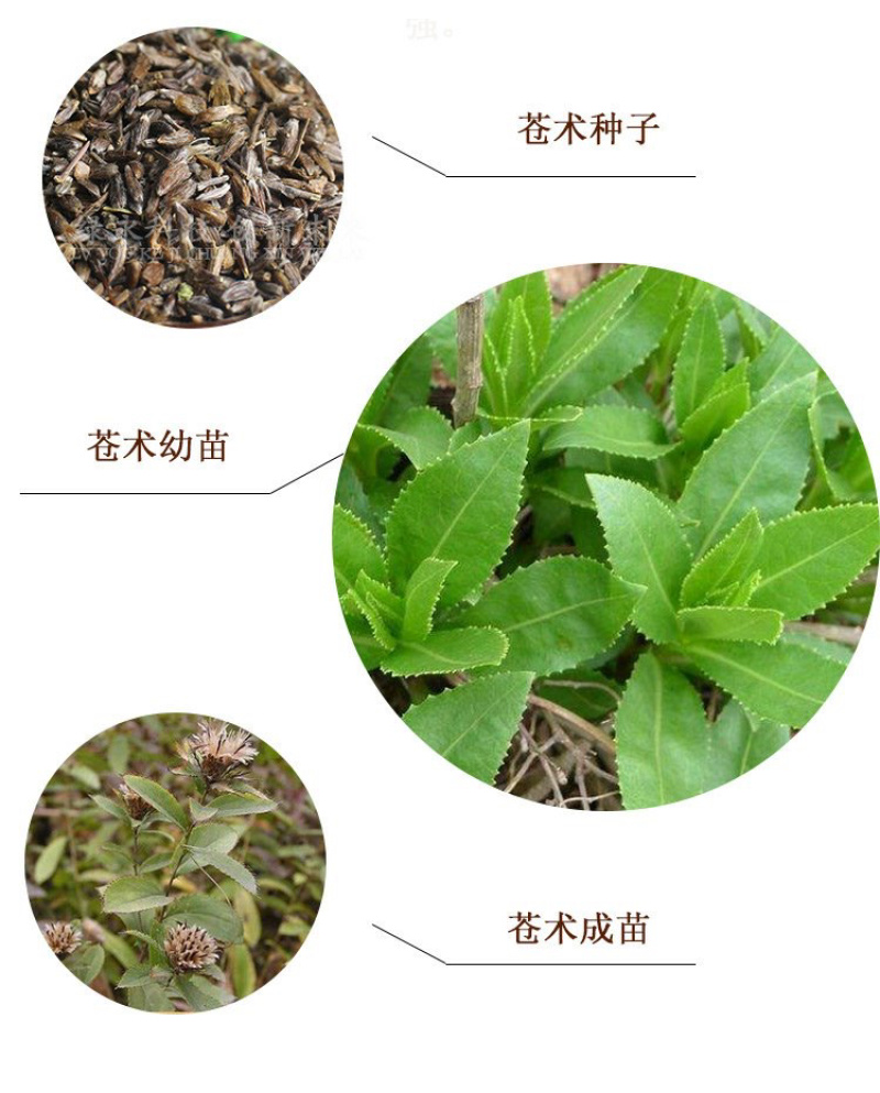 苍术种子正宗纯新带朱砂点北苍术籽包发芽四季播种