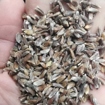苍术种子正宗纯新带朱砂点北苍术籽包发芽四季播种