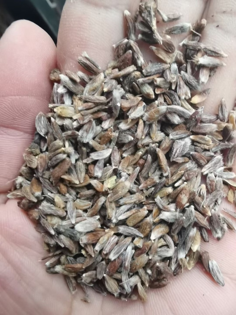 苍术种子正宗纯新带朱砂点北苍术籽包发芽四季播种