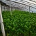 芹菜上市啦，价格美丽，欢迎采购，品种法国皇后