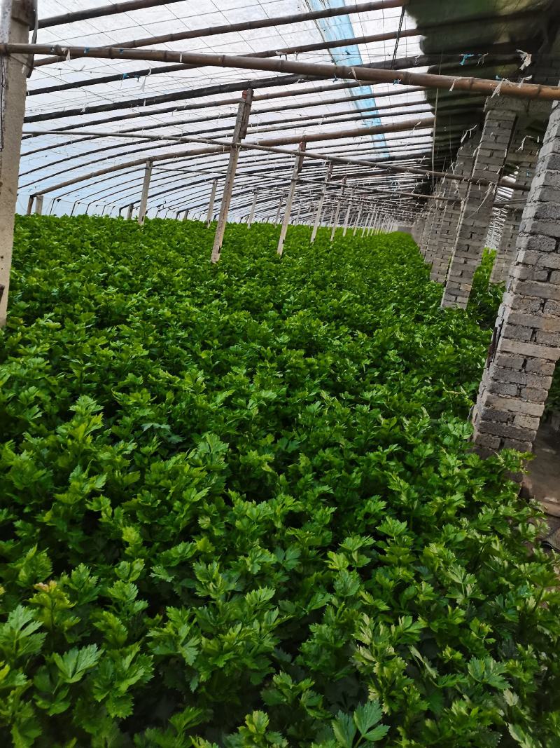 芹菜上市啦，价格美丽，欢迎采购，品种法国皇后