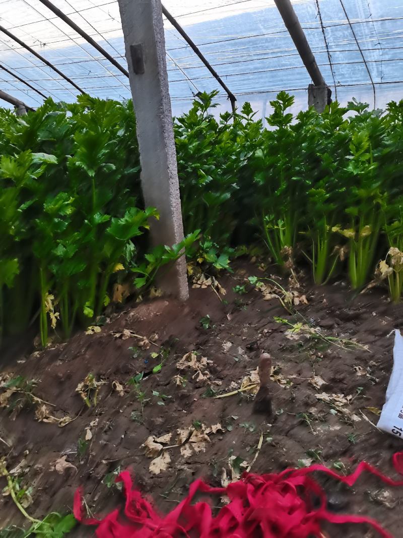 芹菜上市啦，价格美丽，欢迎采购，品种法国皇后