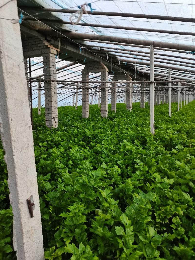 芹菜上市啦，价格美丽，欢迎采购，品种法国皇后