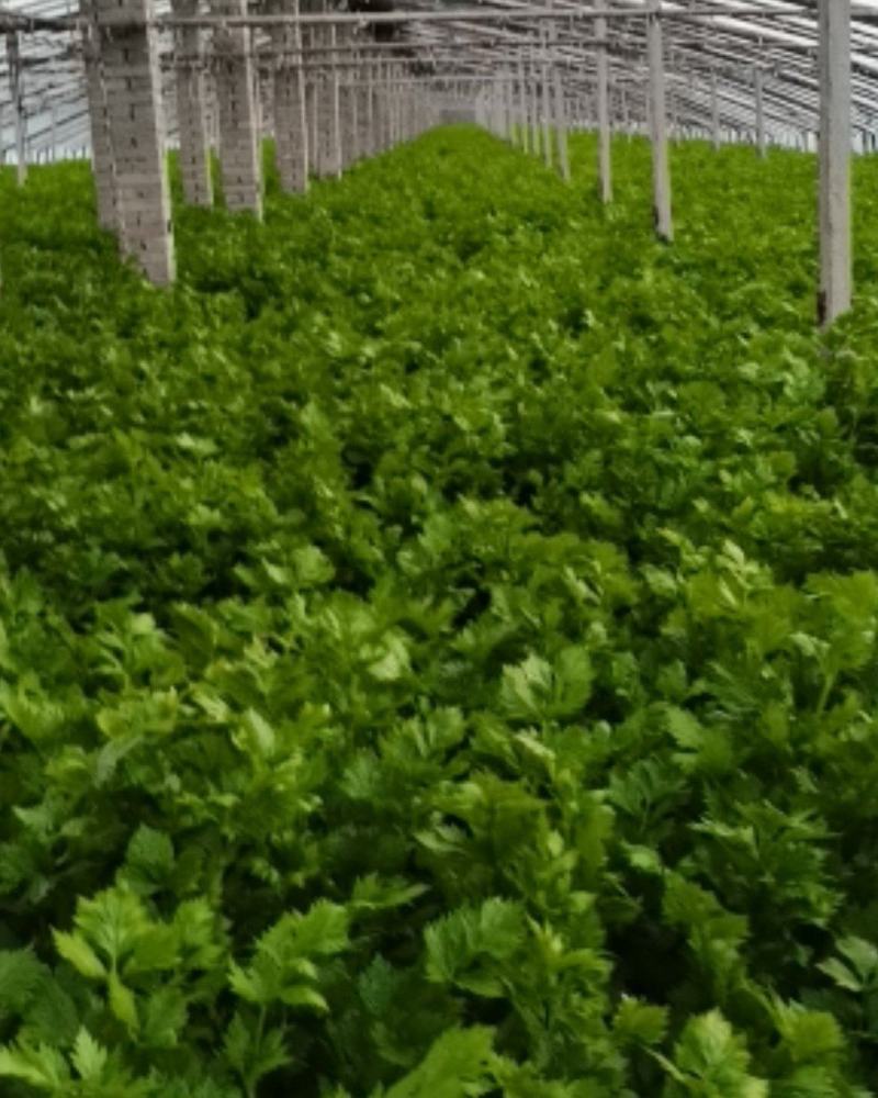 美国西芹大量上市了！口感好！欢迎新老客户光临。非中间商。