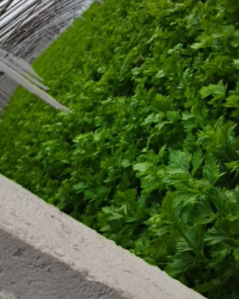 美国西芹大量上市了！口感好！欢迎新老客户光临。非中间商。