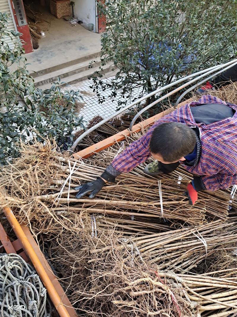 蜂糖李子苗南北方都可以种，假一赔十，基地直发，保湿发货，