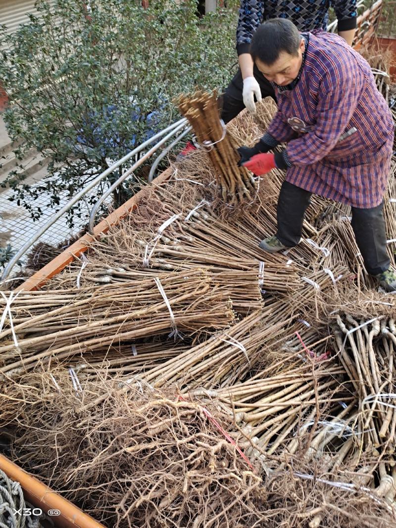 蜂糖李子苗南北方都可以种，假一赔十，基地直发，保湿发货，