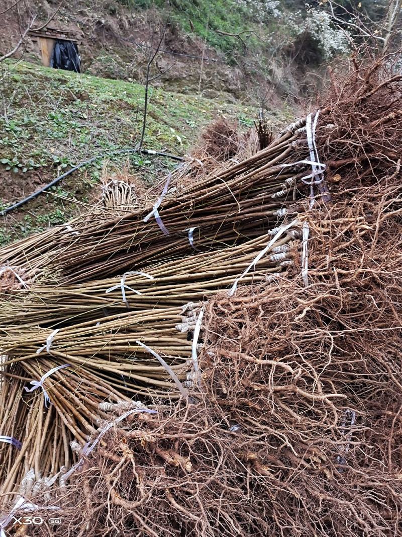 蜂糖李子苗南北方都可以种，假一赔十，基地直发，保湿发货，