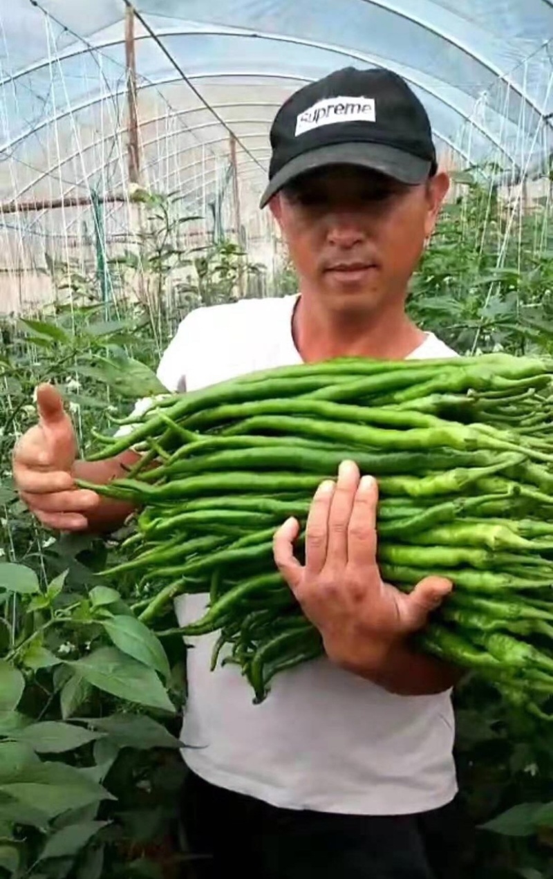 正牌苏润858特长线椒种子条椒辣椒种籽特高产抗病线椒种子