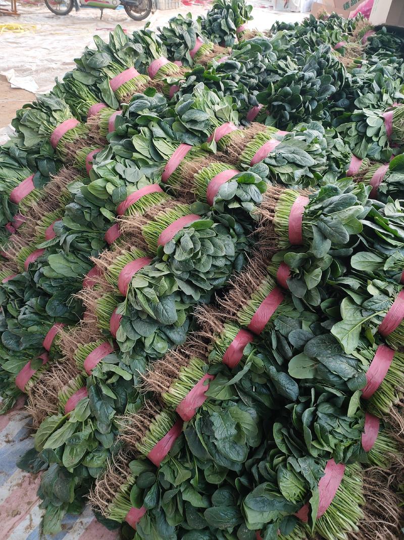 河南省滑县大棚精品菠菜，一手货源，质量保证，专业实力代办