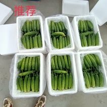 莱西市，货源原产地！旱黄瓜，可现场考察！全国发货！