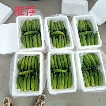 莱西市，货源原产地！旱黄瓜，可现场考察！全国发货！