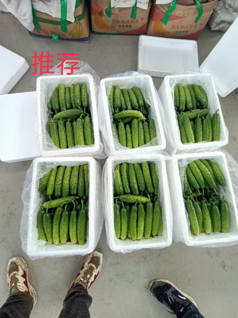 莱西市，货源原产地！旱黄瓜，可现场考察！全国发货！