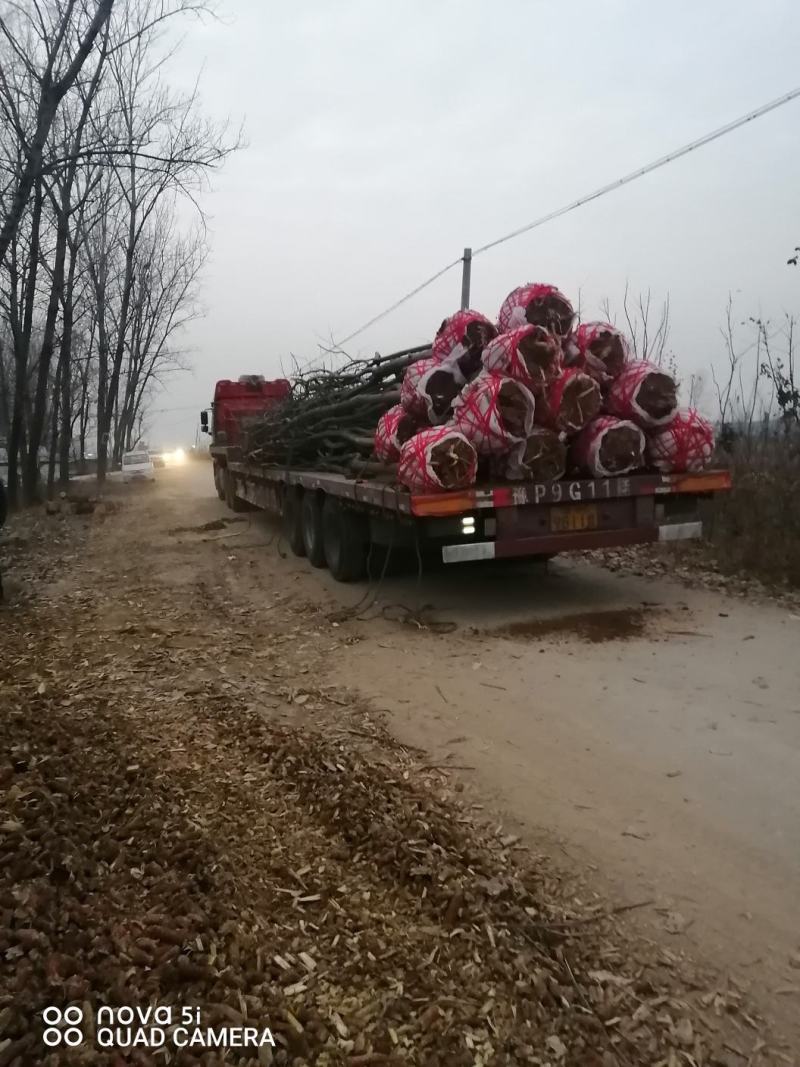 合欢苗，8一10公分合欢低价出售