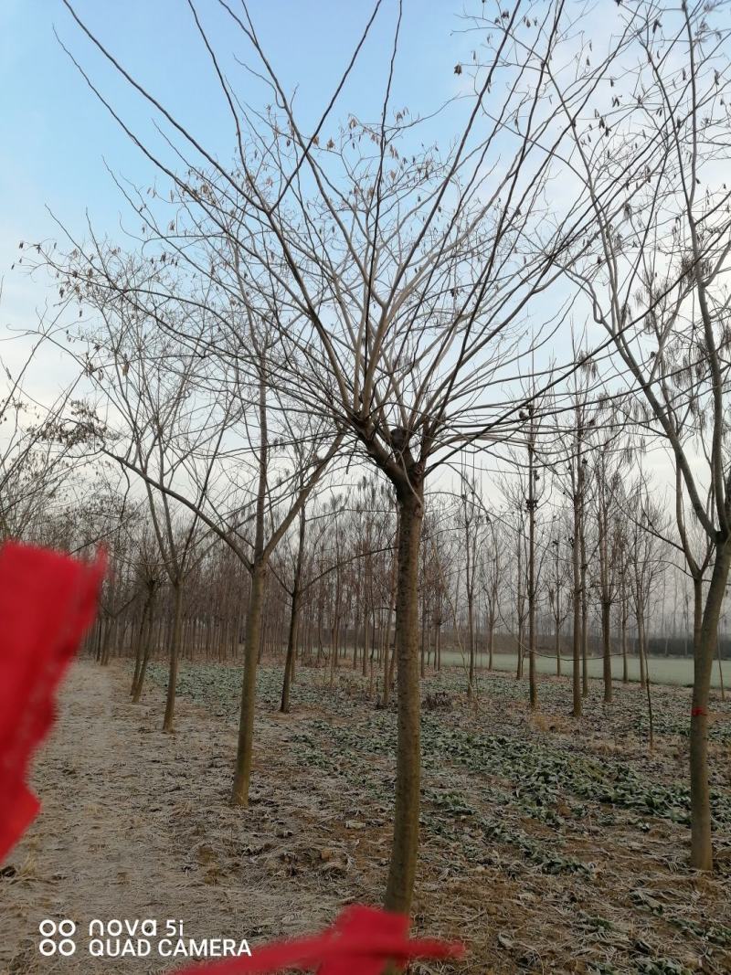 合欢苗，8一10公分合欢低价出售