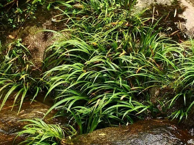 （热卖）石菖蒲种苗江西红头优质石菖蒲种苗