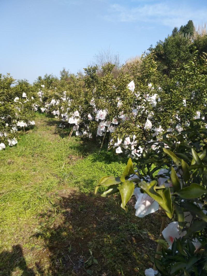 金堂产区基地直供耙耙柑