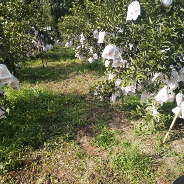 金堂产区基地直供耙耙柑