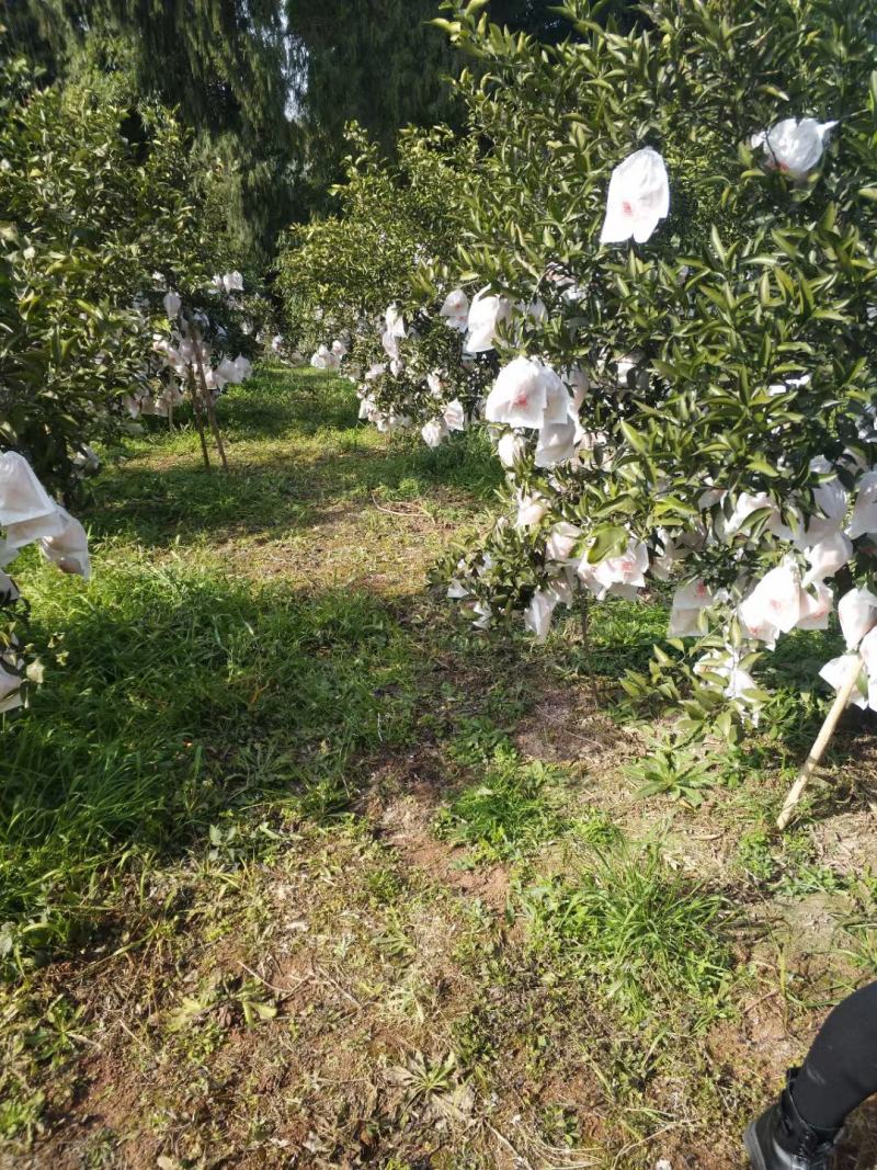 金堂产区基地直供耙耙柑