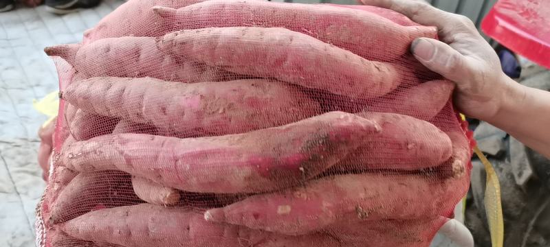 出售库存精品商薯19白心无丝香甜红薯