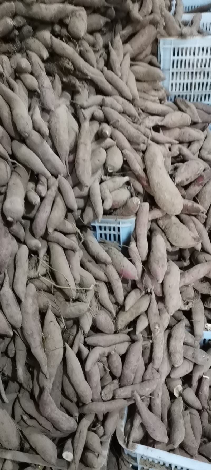出售库存精品商薯19白心无丝香甜红薯