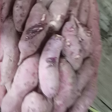 出售库存精品商薯19白心无丝香甜红薯
