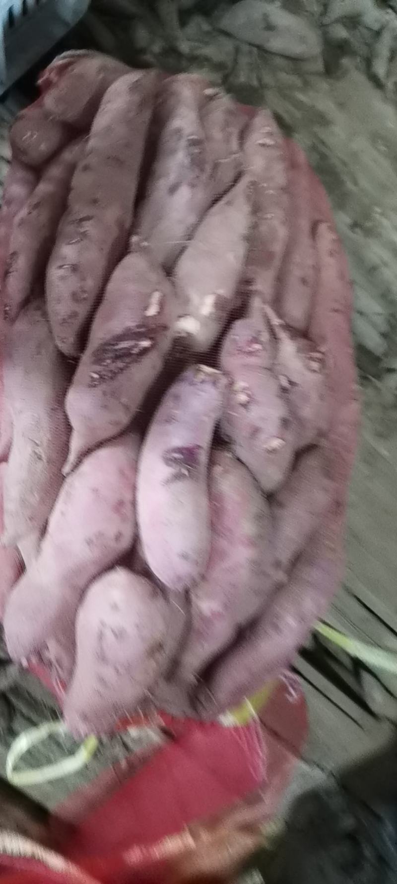 出售库存精品商薯19白心无丝香甜红薯