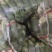 本基地常年大量供应水果萝卜有秋冬季还有早春的欢迎来电联糸