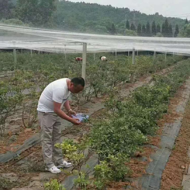 除草布厂家供货pe_PP防草布果园茶园防草盖草布，园艺地