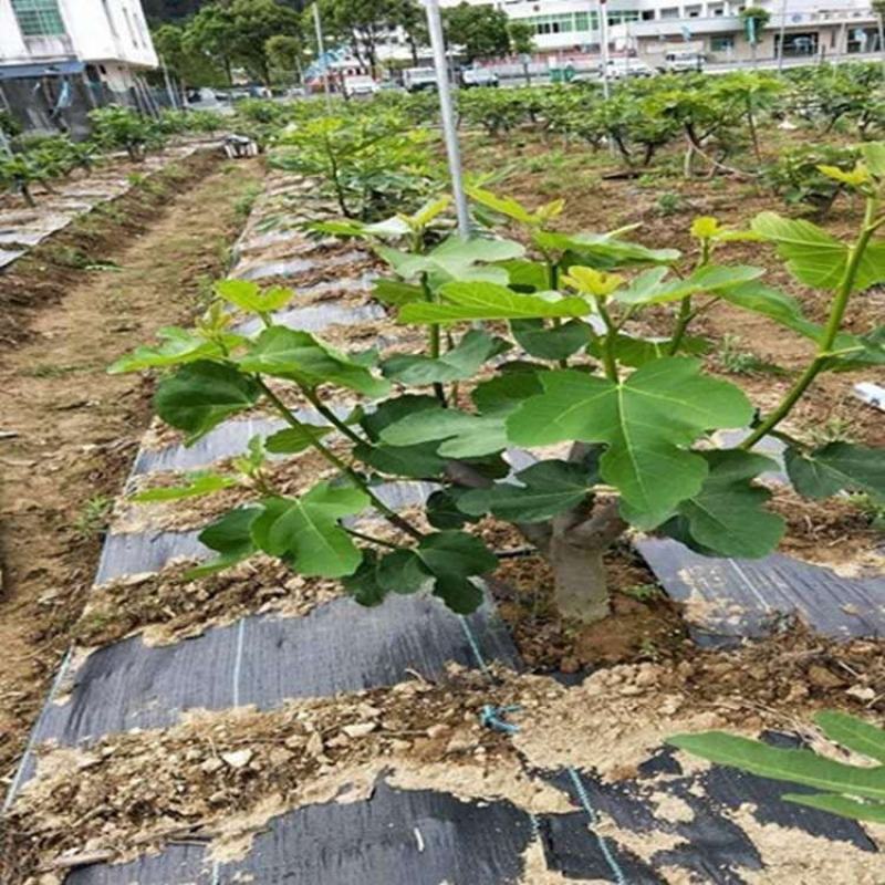 除草布厂家供货pe_PP防草布果园茶园防草盖草布，园艺地