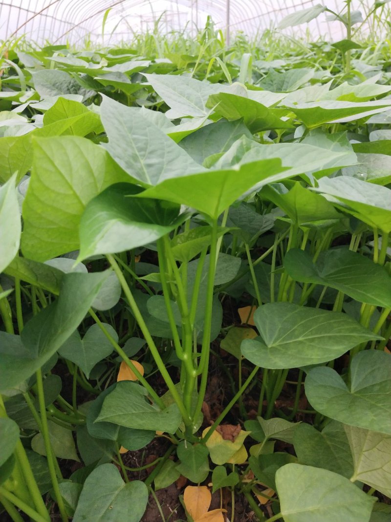 湖北武汉薯尖种苗，吃菜专用品种