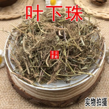 云南中药材叶下珠珍珠草叶下珍珠叶后珠夜合草50