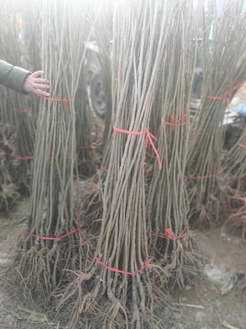 优质嫁接板栗苗基地直发量大从优