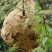 胡蜂蜂蛹、野蜂蜂蛹产地直发、胡蜂养殖技术免费培训