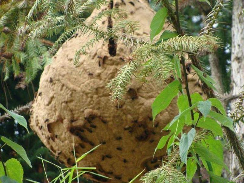 胡蜂蜂蛹、野蜂蜂蛹产地直发、胡蜂养殖技术免费培训