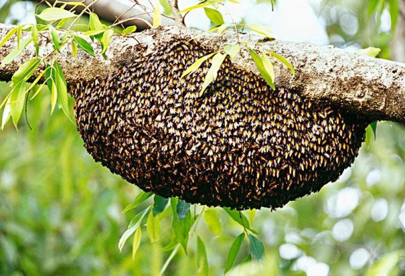 胡蜂蜂蛹、野蜂蜂蛹产地直发、胡蜂养殖技术免费培训