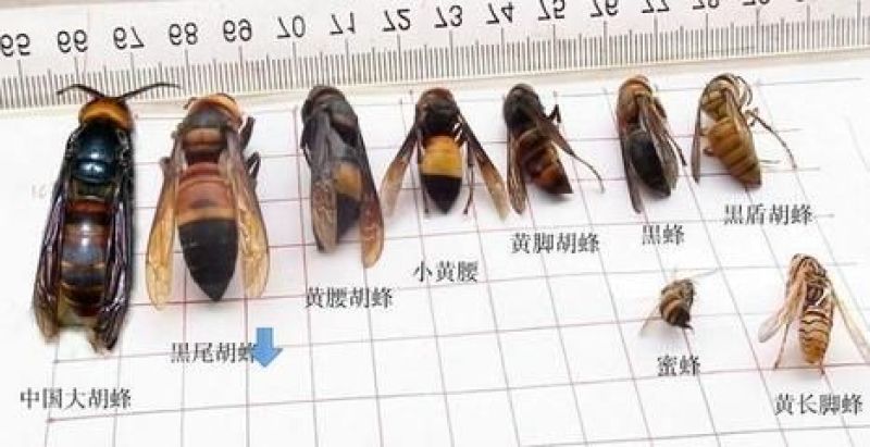 胡蜂蜂蛹、野蜂蜂蛹产地直发、胡蜂养殖技术免费培训