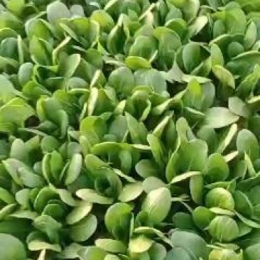 山东省张新专业种植合作社