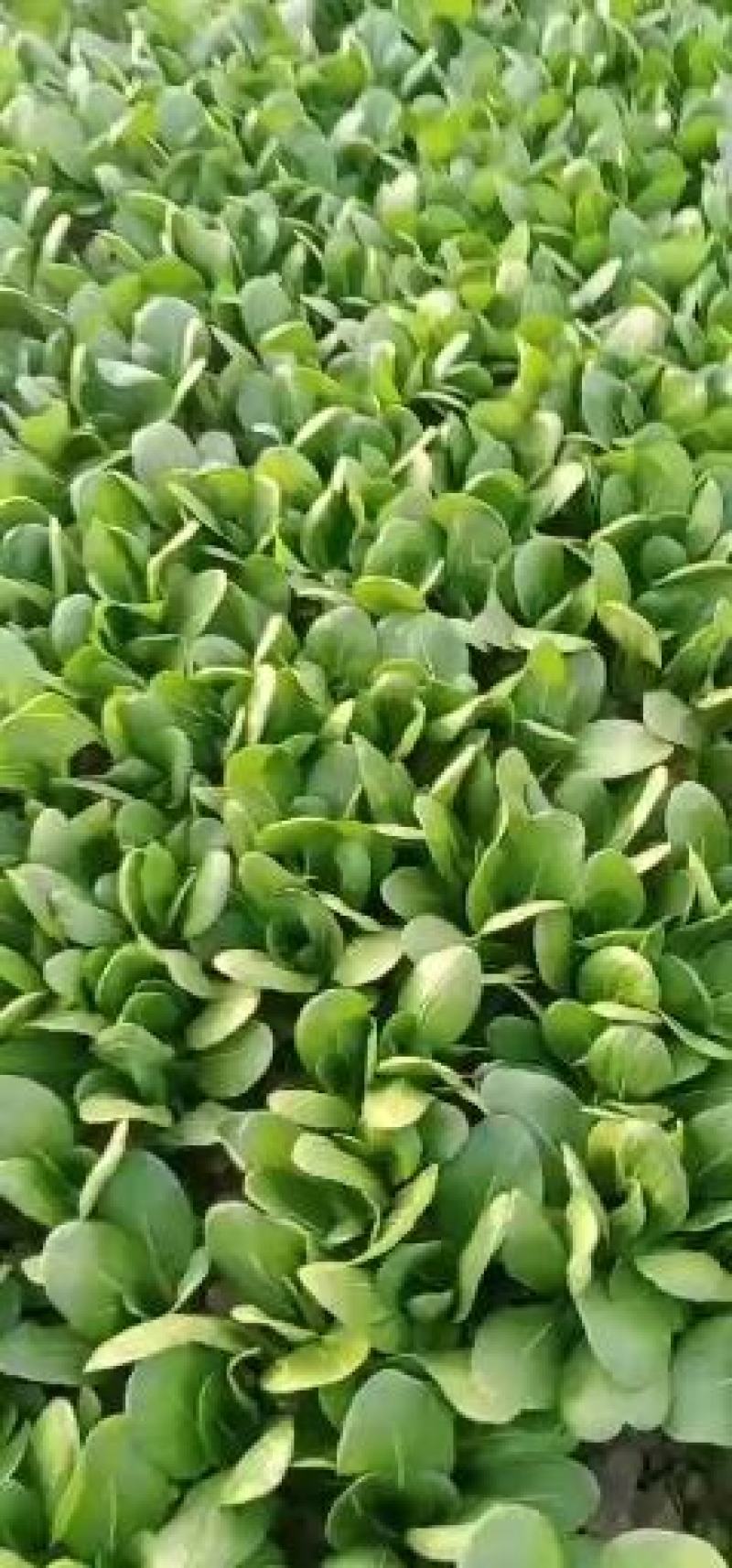 山东省张新专业种植合作社