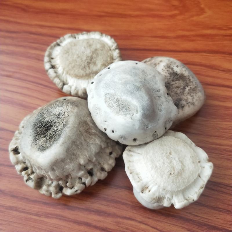 东北梅花鹿角帽，鹿角帽粉，鹿托盘粉，大量现货，量大从优