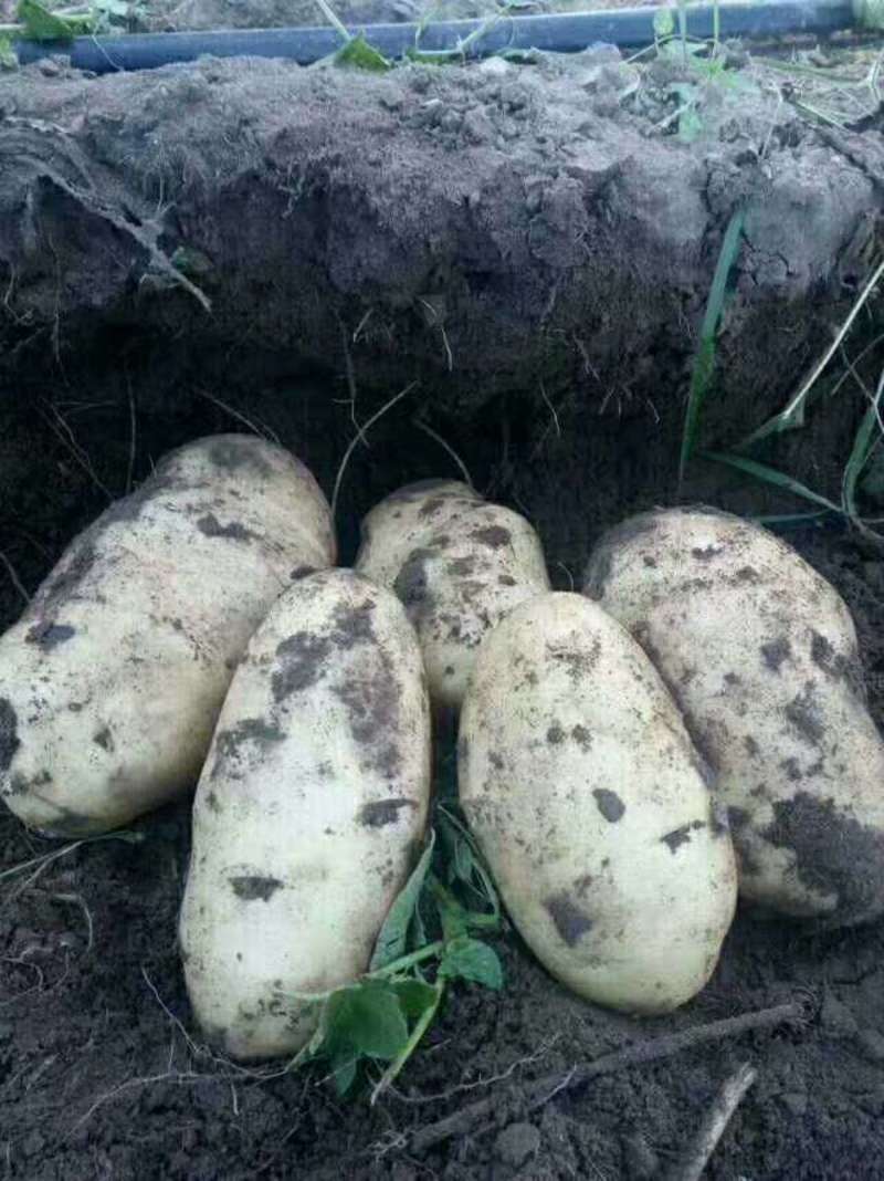 脱毒土豆子原种，沃土5号，荷兰十五，芽眼浅卖价高