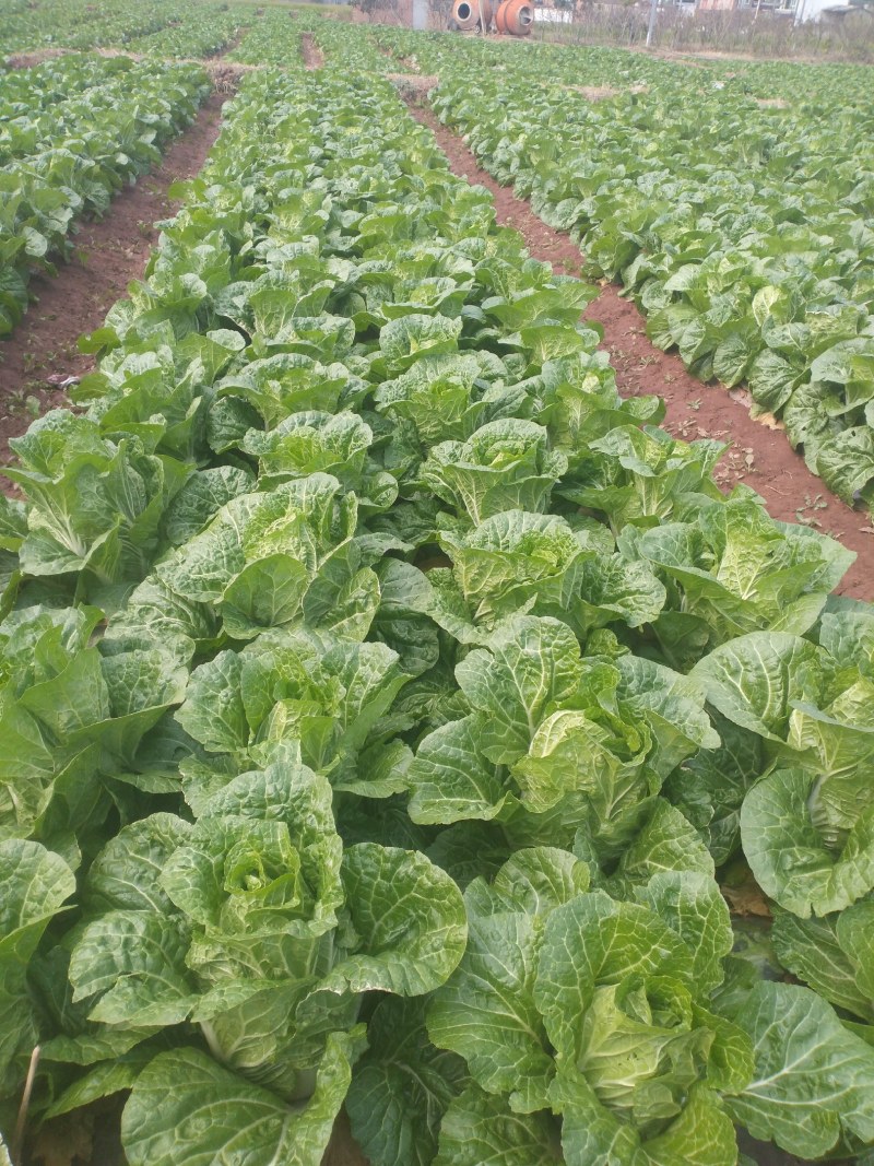 叶菜类大地春王陆地大白菜