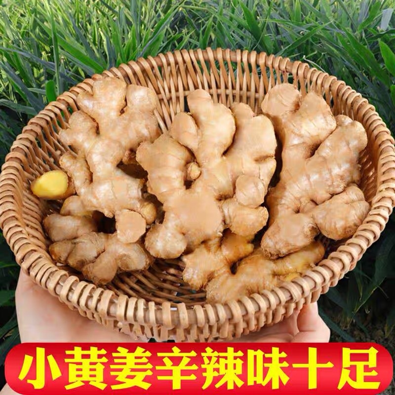 黄姜3-5斤山东寿光一件代发包邮好品种
