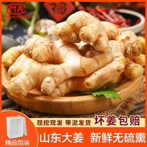 黄姜3-5斤山东寿光一件代发包邮好品种
