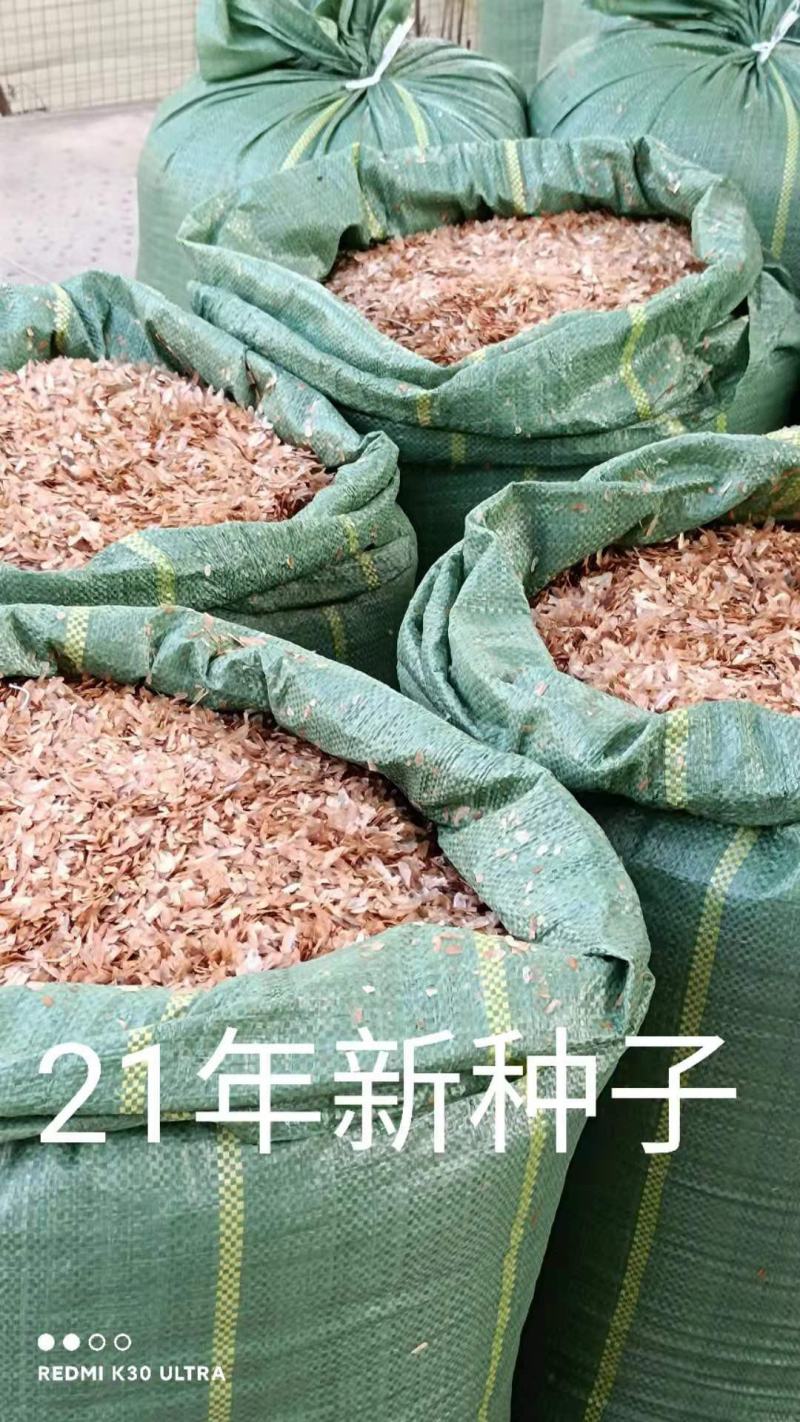 云南香椿冬季上市，现货上市早口感独特。基地直供