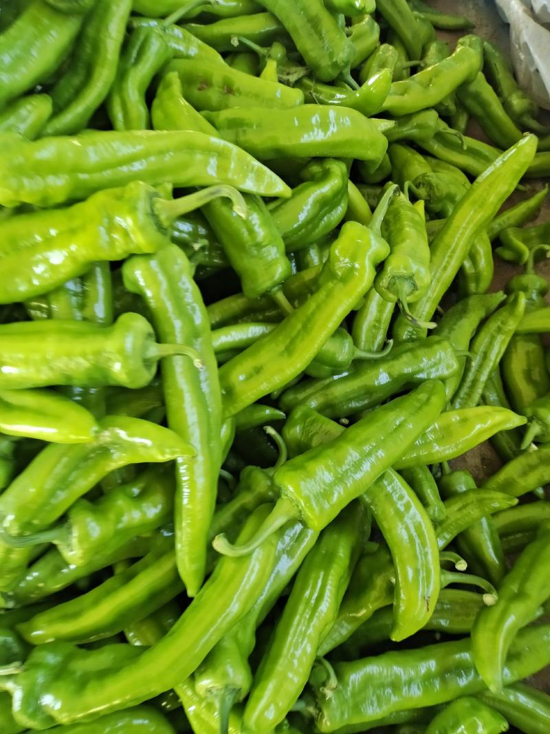 山东莘县鲜辣椒黄皮尖椒大量有货提前预定质量好价格便宜