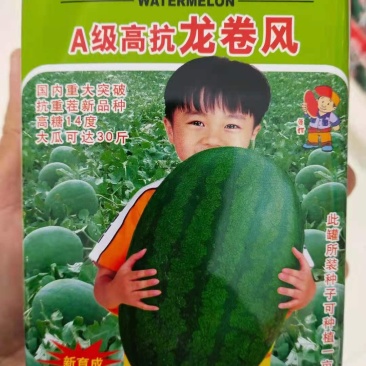 高抗龙卷风，抗重茬新品种高糖14度大瓜，详细介绍请看包装