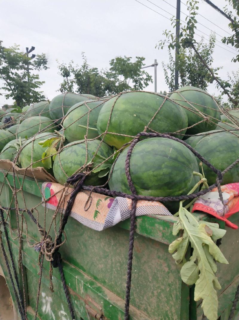 高抗龙卷风，抗重茬新品种高糖14度大瓜，详细介绍请看包装